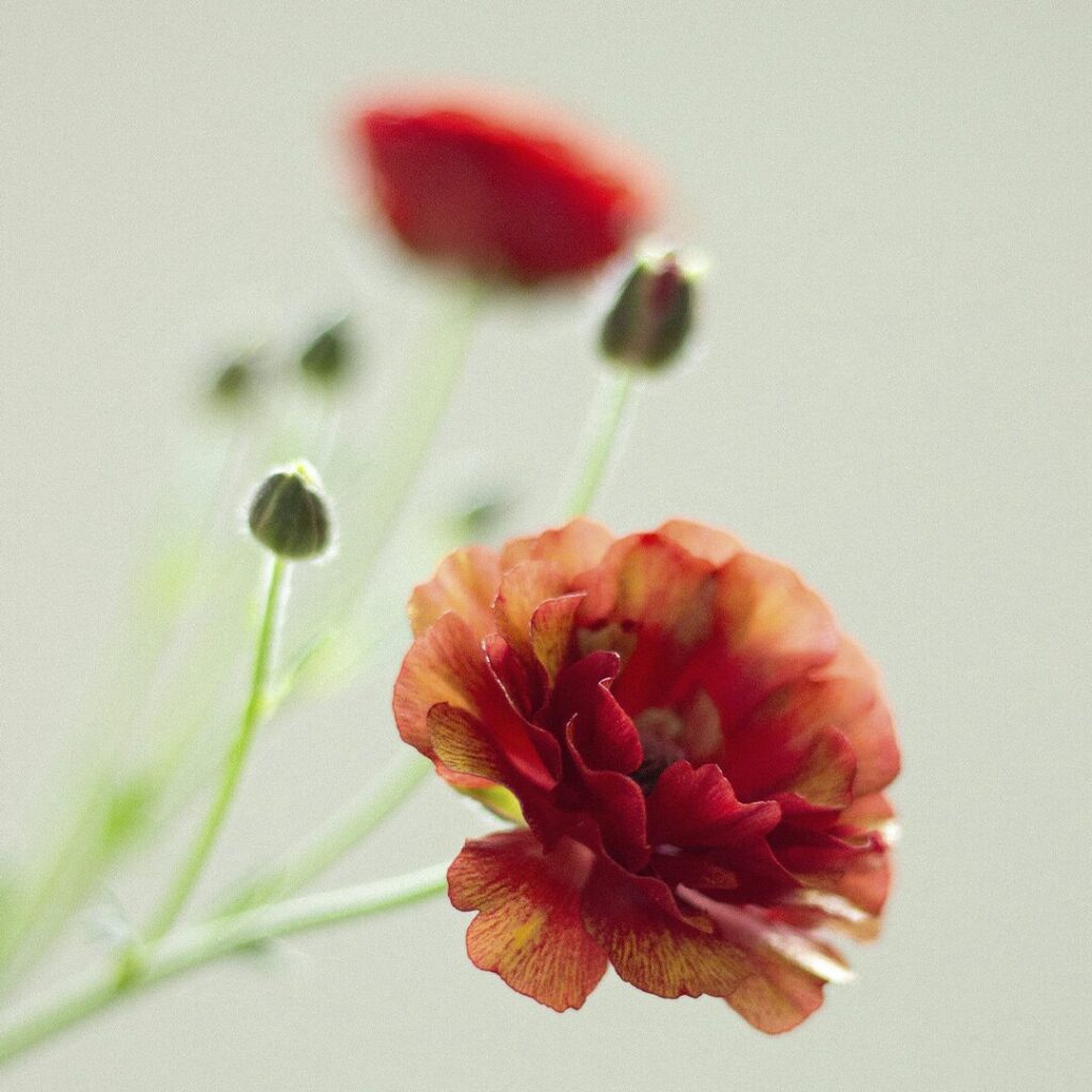 Flor