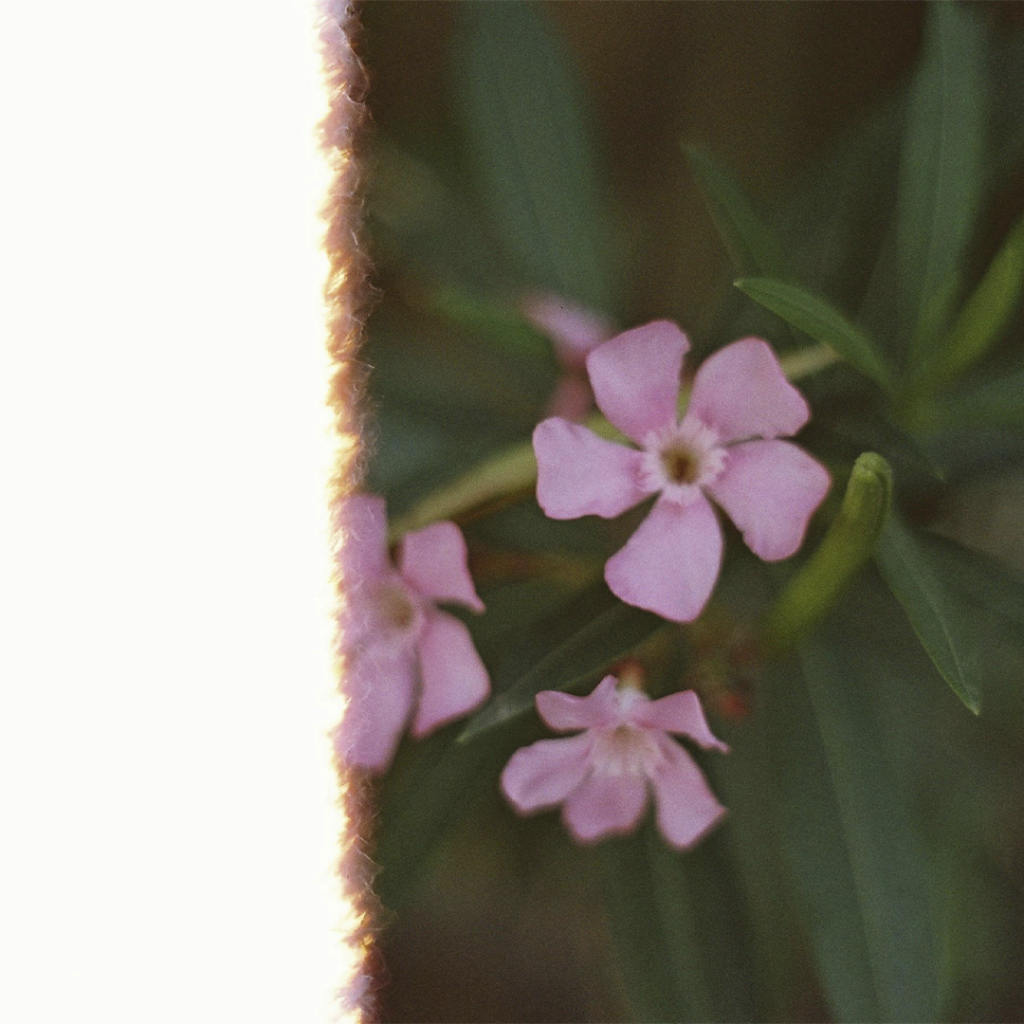 Flor rosa em um jardim